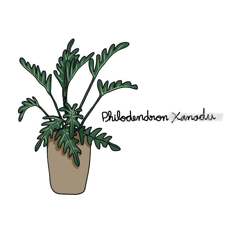 Philodendron Xanadu植物绘制矢量插图